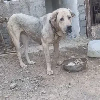 ماده پژدر جوان