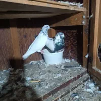 کبوتر|پرنده|سیمین شهر, |دیوار