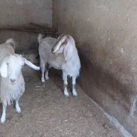 فروش فوری بز دو رگ پاکستانی