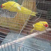 باباکوری|پرنده|دابودشت, |دیوار