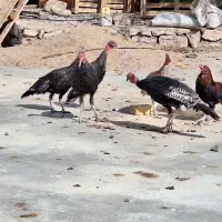 فروش بوقلمون