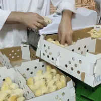 جذب نیروی کار آقا و خانوم با شرایط مناسب