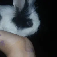 بچه خرگوش
