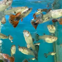 گوپی|ماهی|کرج, شاهین‌ویلا|دیوار