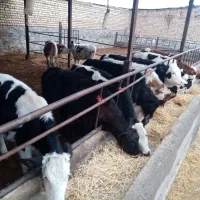 گوساله ماده سیمینتال|حیوانات مزرعه|جعفرآباد, |دیوار