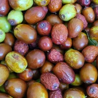 عناب سیبی تازه امسالی