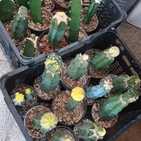 گیاه کاکتوس آستریاس افوربیا