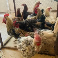 10عدد خروس محلی
