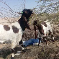 فروش بز|حیوانات مزرعه|شادگان, |دیوار