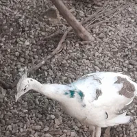 طاووس