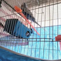 مرغ عشق|پرنده|بیرجند, |دیوار