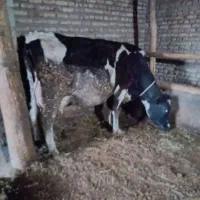 گاو با گوساله سیمنتال