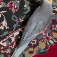 گمشده عروس هلندی