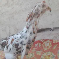 خروس گلین|حیوانات مزرعه|قرچک, زیبا شهر|دیوار