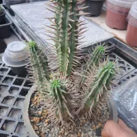 افوربیا فروکس، کاکتوس