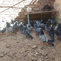 ۴۰عددپلاکی