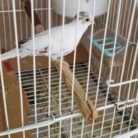 یه جفت کبوتر خاص مینیاتوری یا چینی