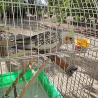 عروس هلندی|پرنده|شیراز, کودیان|دیوار