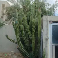 کاکتوس