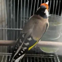 ق ف س  سهره فروشی و معاوضه کلکسیونی