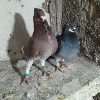 هومرکاکلی سینه|پرنده|شیراز, ستارخان|دیوار
