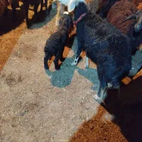 فروش گوسفند