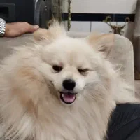 پامرانین|سگ|بناب, |دیوار