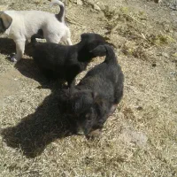 واگزاری سگ|سگ|خرمدره, |دیوار