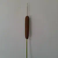 گل لویی