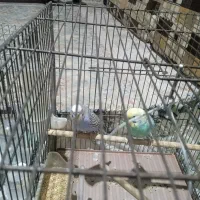 مرغ عشق معاوضه|پرنده|قم, شهرک مهدیه (مدرس)|دیوار