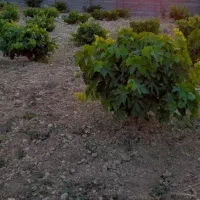 باغچه ۱۲۰۰ متری خوش قیمت خوش قواره  زرقان