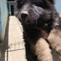 فروش توله شیانلو بسیار زیبا و اصل ژرمن موبلند|سگ|اصفهان, مرداویج|دیوار