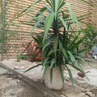 گل یوکا|گل و گیاه طبیعی|مینودشت, |دیوار