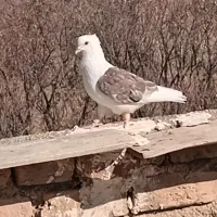 پشت نر جوان دم مشکی فری نر|پرنده|جوین, |دیوار