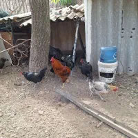 خروس