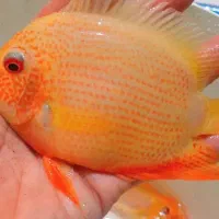 ماهیهای زینتی کاسپین (عمده و خرده)