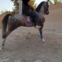 3عدداسب تک بندی خاص شجره قوی از چابک.طوفان.سهراب