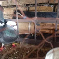 کبوترفروشی