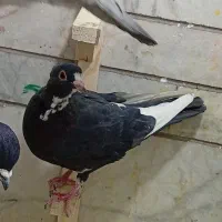 ماده پلنگ کلایی