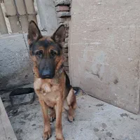 سگ ژرمن|سگ|پاکدشت, پاکدشت (مامازند)|دیوار