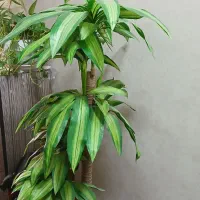 درختچه مصنوعی