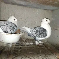 کبوتر بلژیکی سیلور فروشی