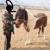 اسب ابلغ وکره مادیون سیاه