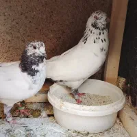 کبوتر پرشی سنگین