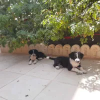 توله ماده کاملآ رایگان
