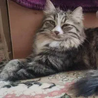 مژدگانی