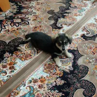 واگذاری سگ رایگان|سگ|ری, اقدسیه|دیوار