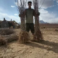 نهال مامایی 2و3ساله قیمت مناسب فوری