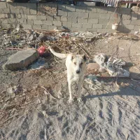 تاتوله های ۷ماهه نگهبان دهن پاک|سگ|وحیدیه, |دیوار