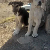 دوتا توله نر سرابی اصل|سگ|ماهنشان, |دیوار